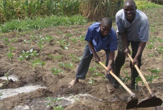 ケニアの学生たちが畑で作業をしている写真
